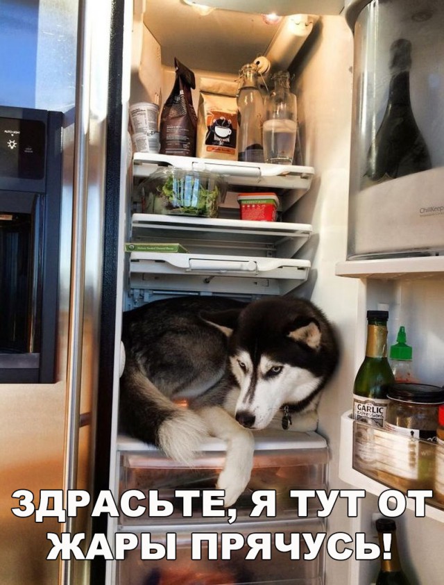 Прикольные картинки абавсём