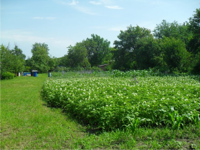 Я лучше куплю, говорят они