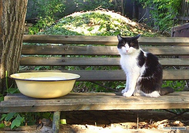 Котовторник: Кошки и ягнёнок