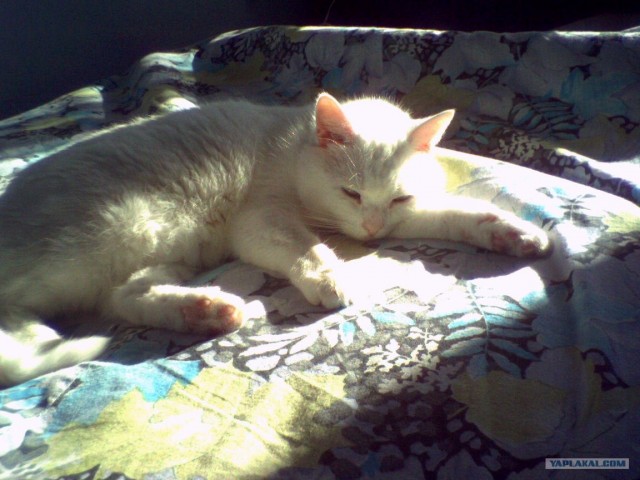 Котовторник так котовторник!