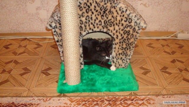 Котовторник! 08.11.11