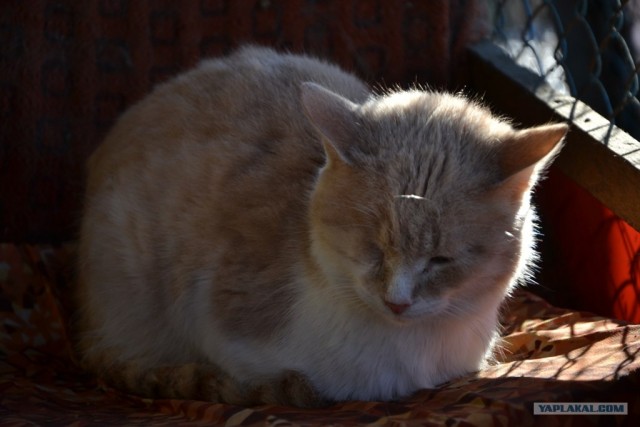 Котовторник 27.12.11