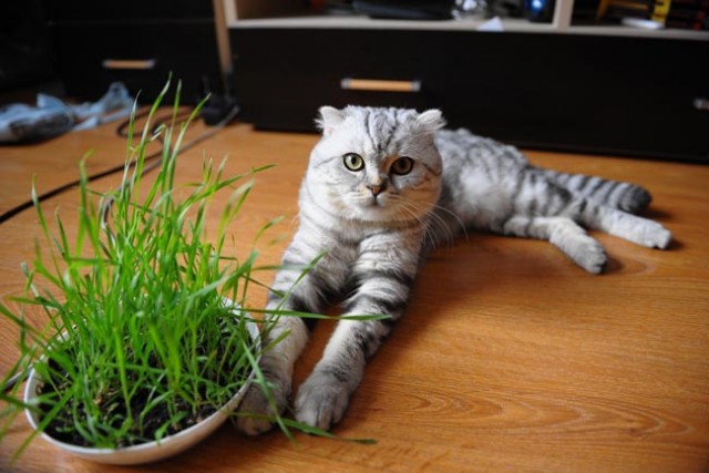 Котовторник (10.01.2012)