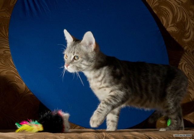 Котовторник (14.02.2012)