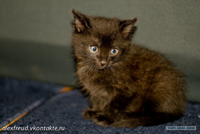 Котовторник! 13.03.2012