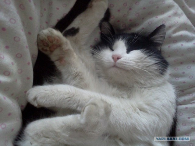 Котовторник 10.04.2012