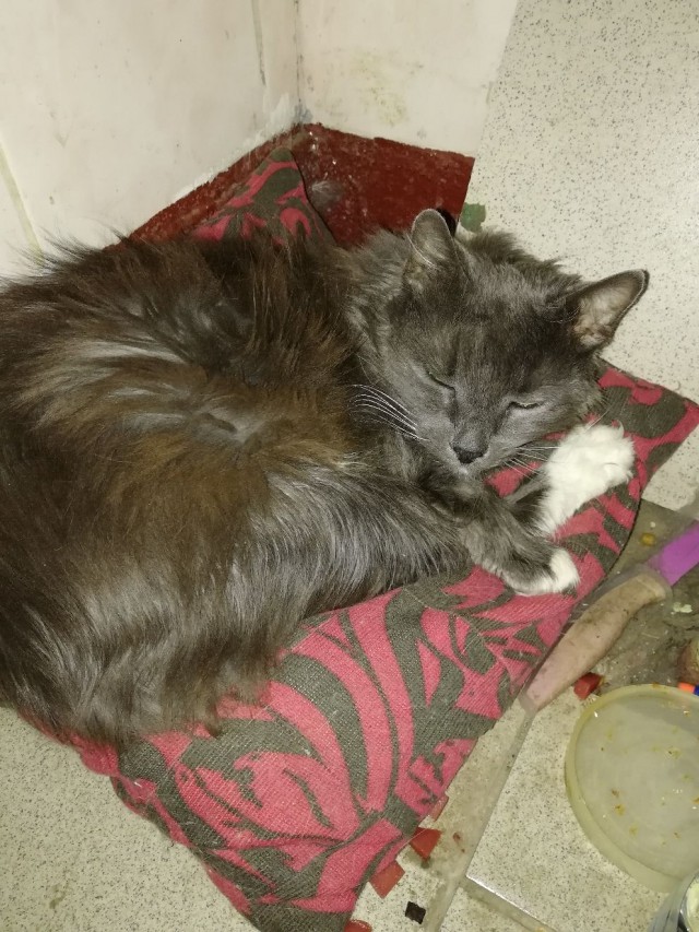 Прикольных котов пост