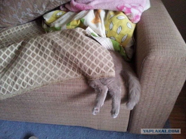 Котовторник   5.06.2012