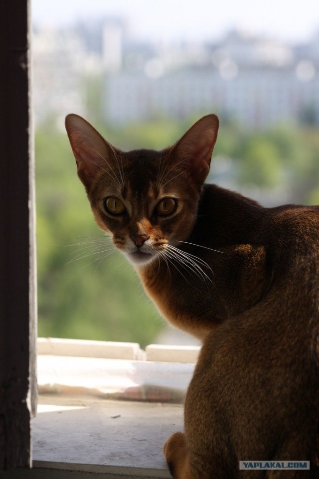 Котовторник 10. 07. 2012