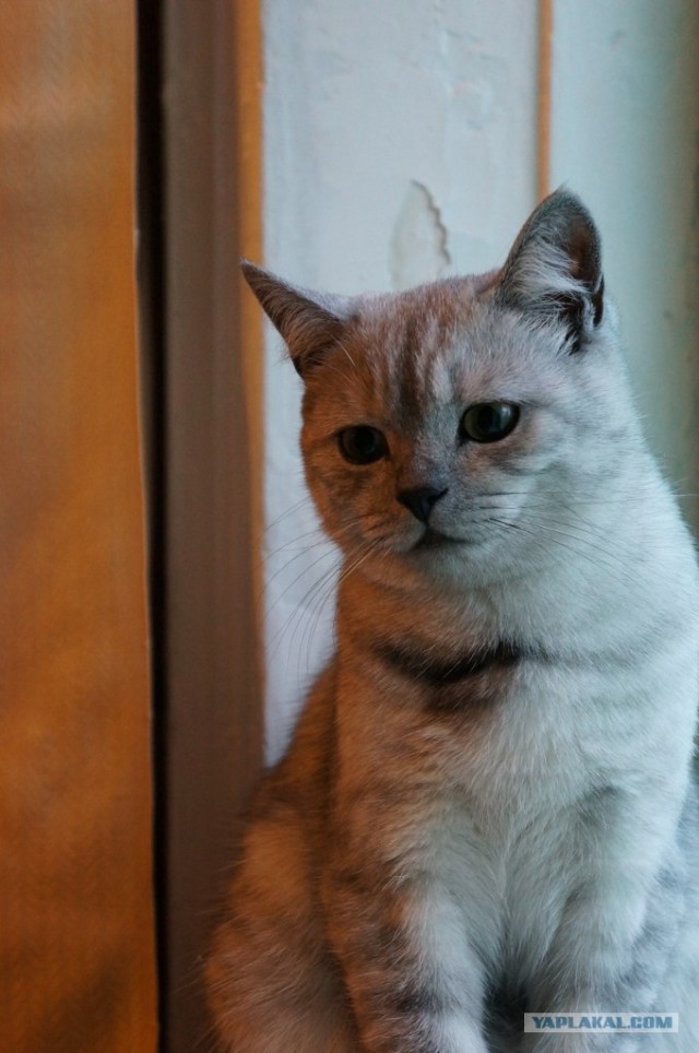 Котовторник 24.07.2012