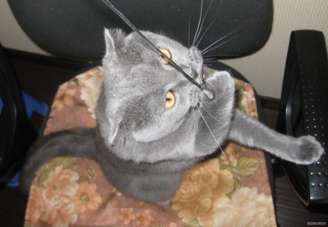 Котовторник 07.08.2012
