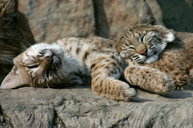 Дикий котовторник