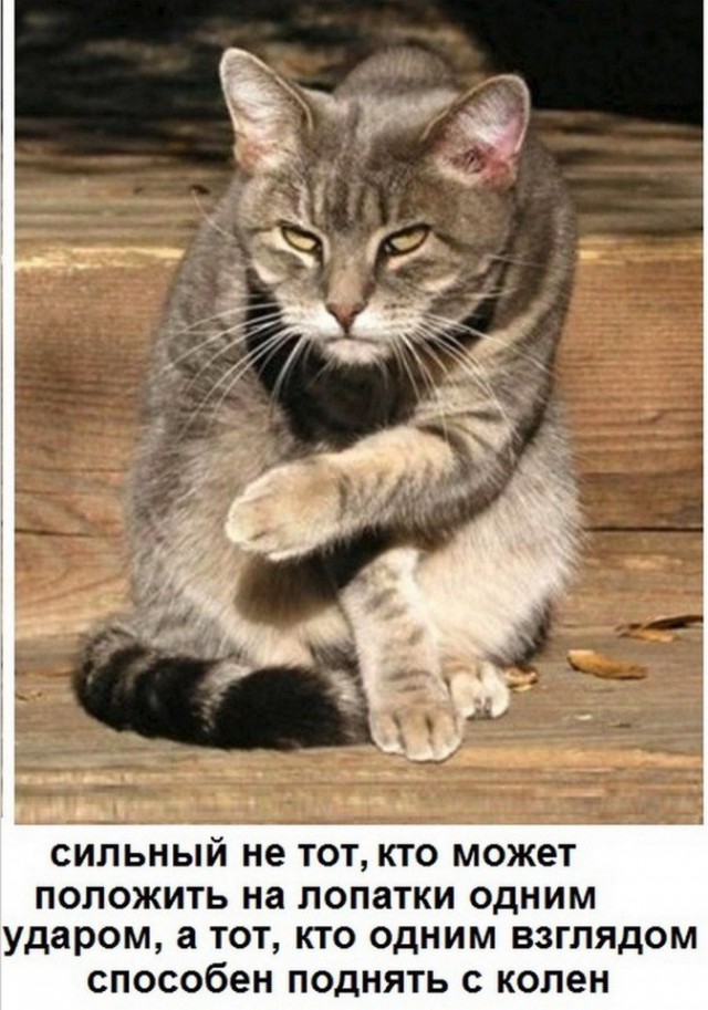 Забавные фото котеек