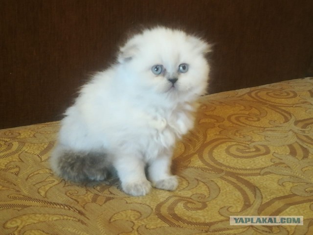 Котан, больше котанов!
