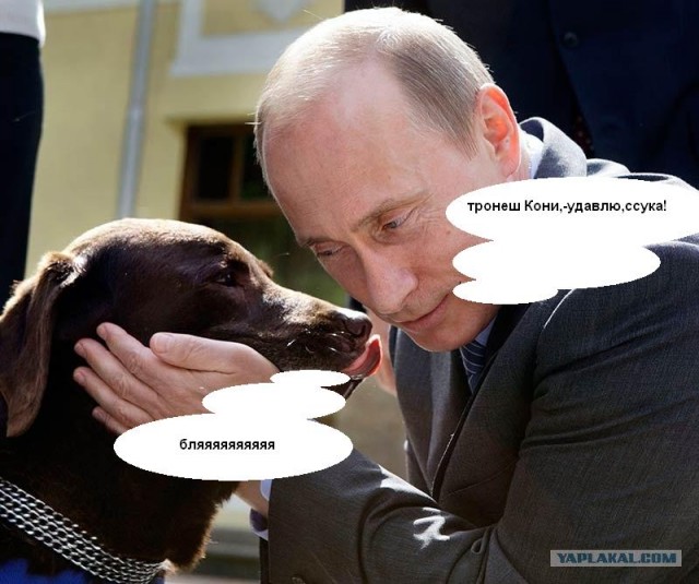 Путин и лабрадор