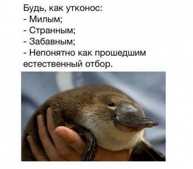 Гуляет Алиса по шахматным клеткам, или шоколадка за нольпятку