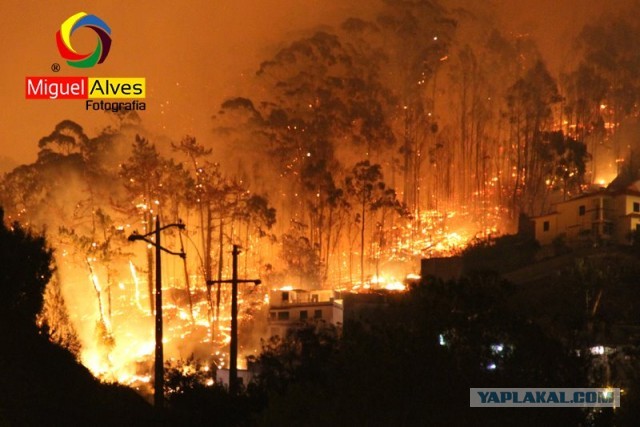 Из сгоревших лесов Австралии приходят страшные кадры - во время недавних пожаров огонь распространялся с молниеносной скоростью