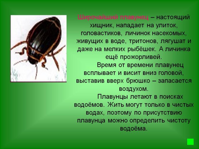 Самые большие насекомые в мире