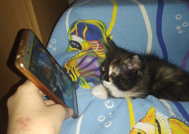 Кошка, вытащившая счастливый билет