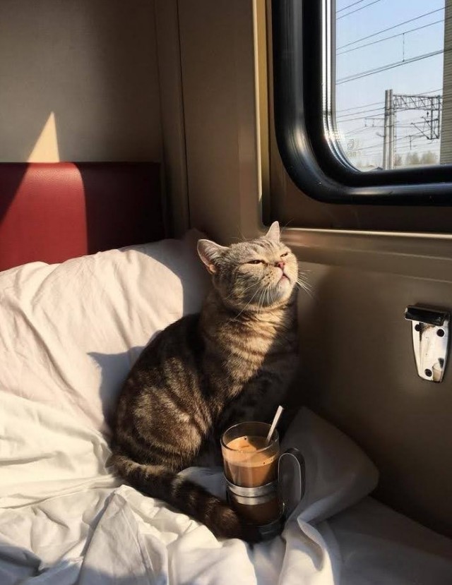 Еще к котовторнику. Поездатые коты