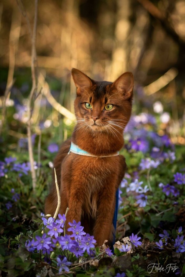 К - Котогеничность