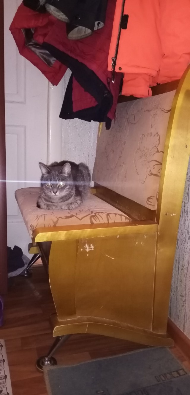 Подборка забавной живности
