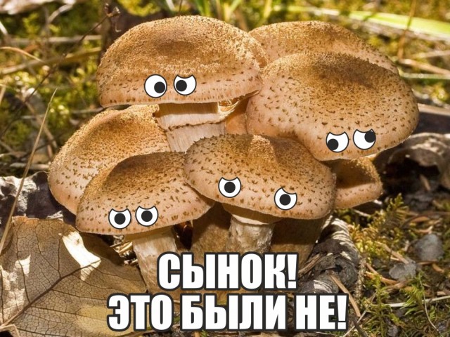 С отцом за грибами
