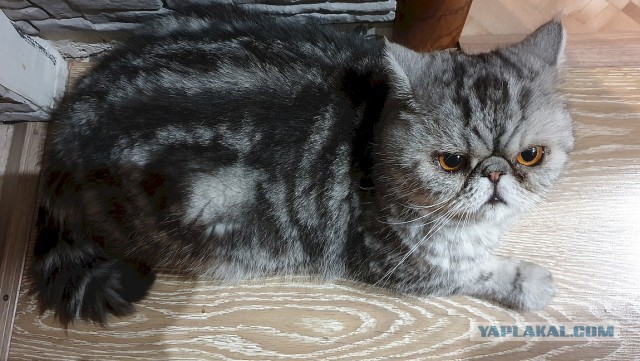 Моя красотка