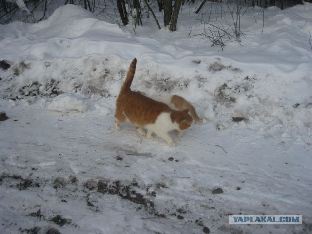 Жизнь домашнего приюта для котеек 330