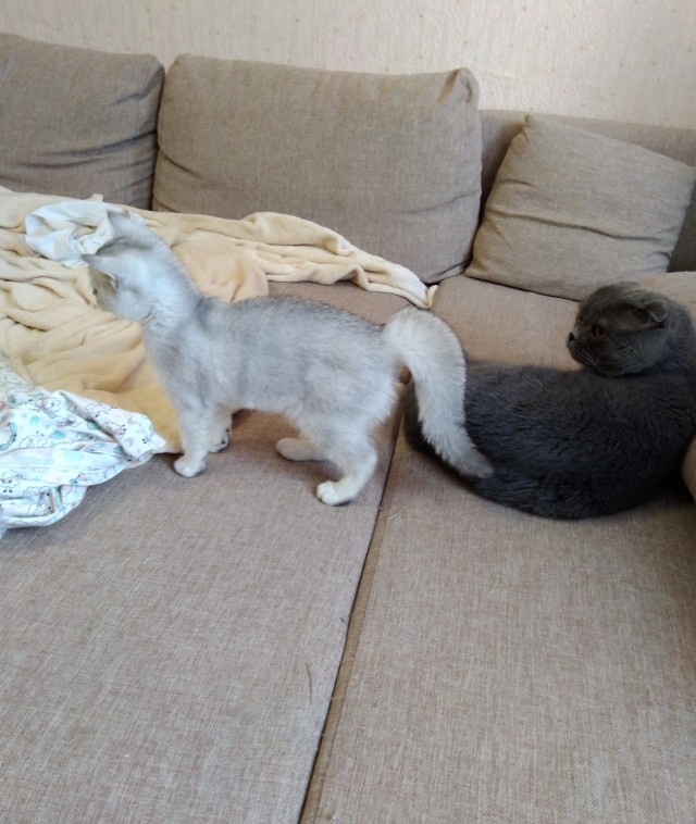 Котовторник!