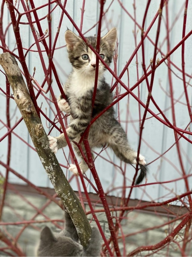 Даешь котовторник!