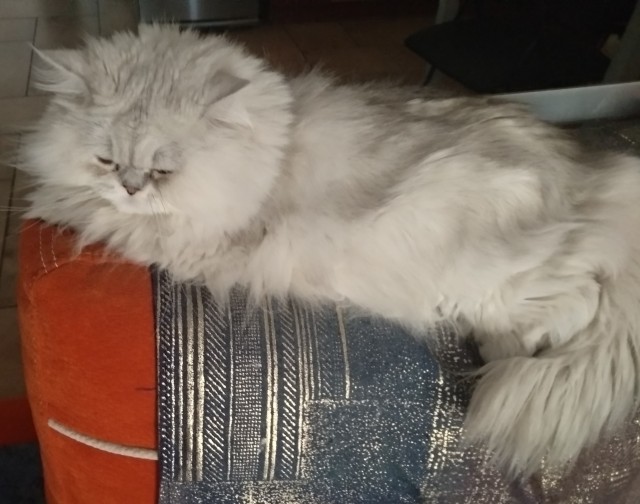 Мусик