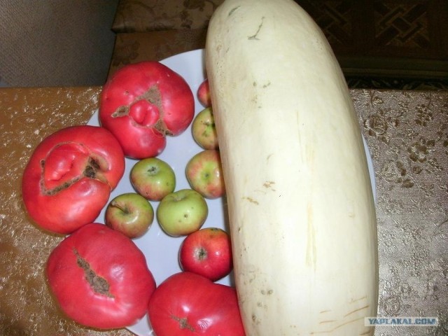 Заготовки на зиму for Sveshka