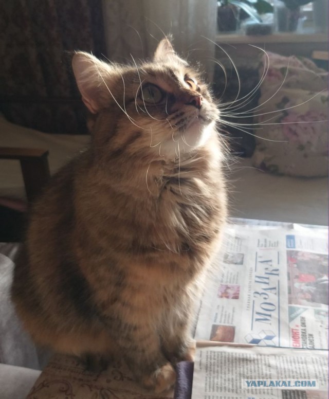 А что это мы котовторник не начинаем? Время пришло!