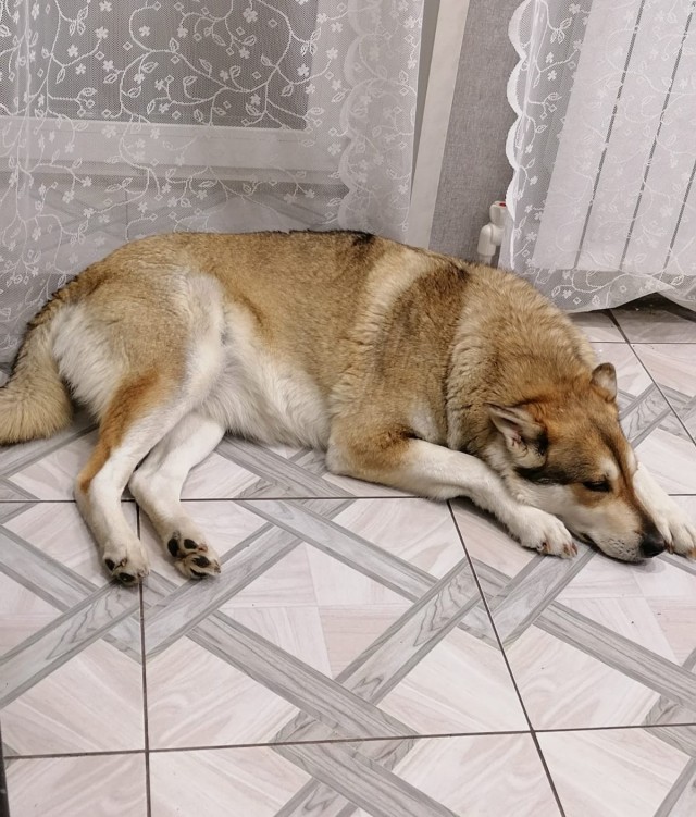 Я люблю свою собаку