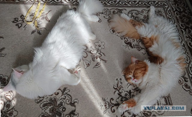 А как спит ваш кошачий?
