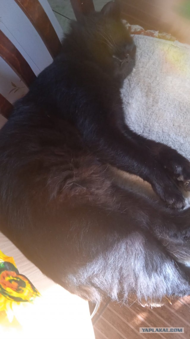 Котовторник 1.11.22