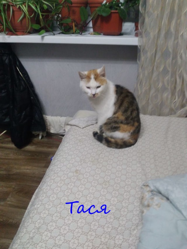 Жизнь домашнего приюта "Котоленд" 362