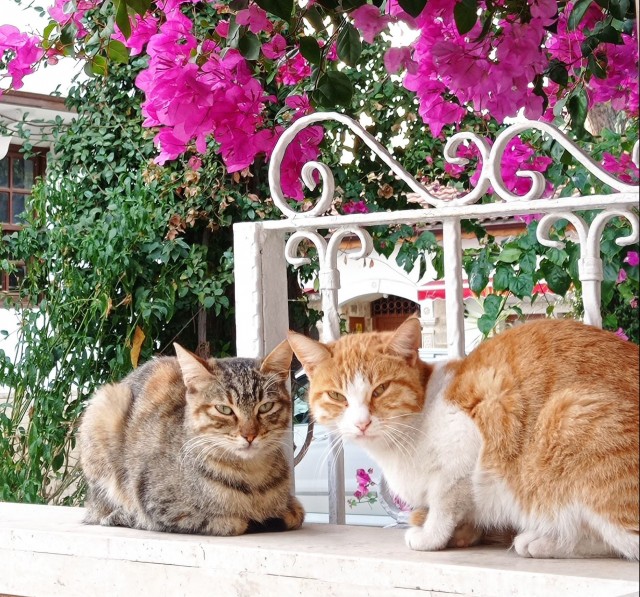 Котики Стамбула