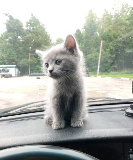 Котовторнику посвящается