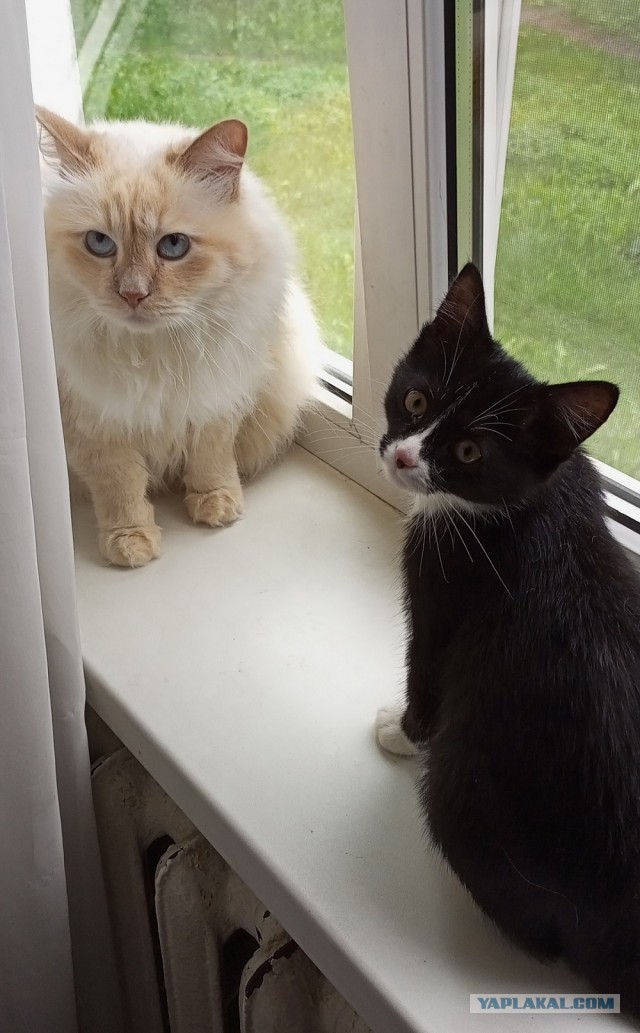 Начинаем котофторник?