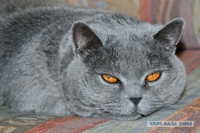 Котовторник 16.04.2013