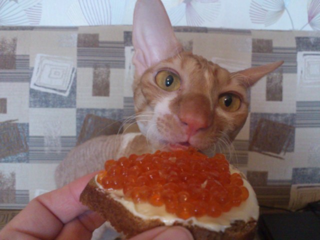 Котовторник Рыжих
