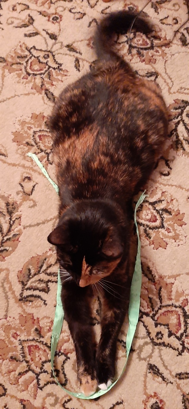 Котовторник
