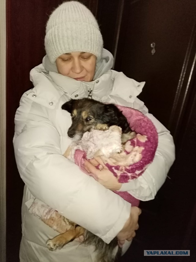 Собакочетверг или как я стал приемным папой
