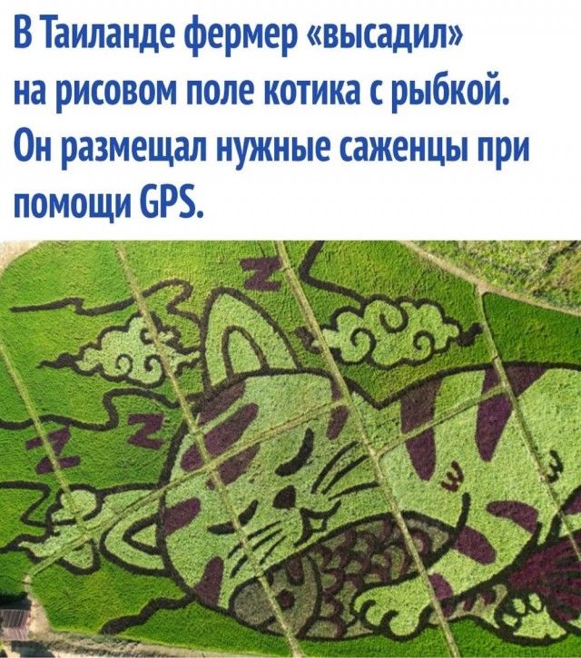 Отряд быстрого деградирования