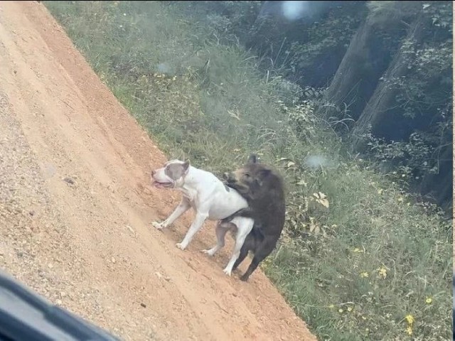 Порнушки немножко
