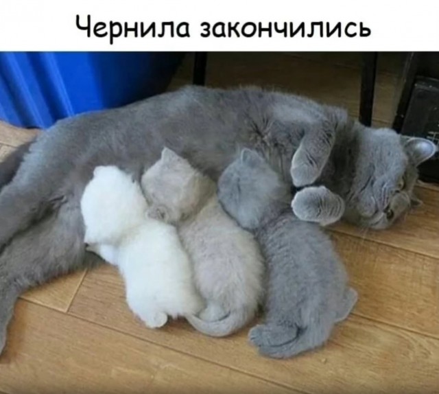 Завалялось тут случайно немного забавных картинок