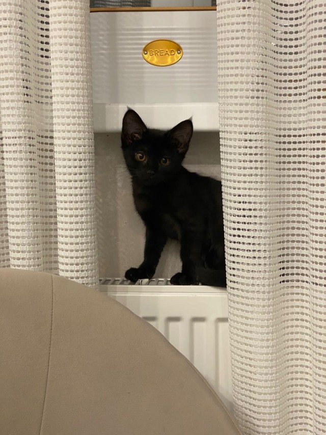 Котовторник!