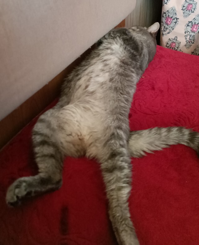 Это что, котовторник?